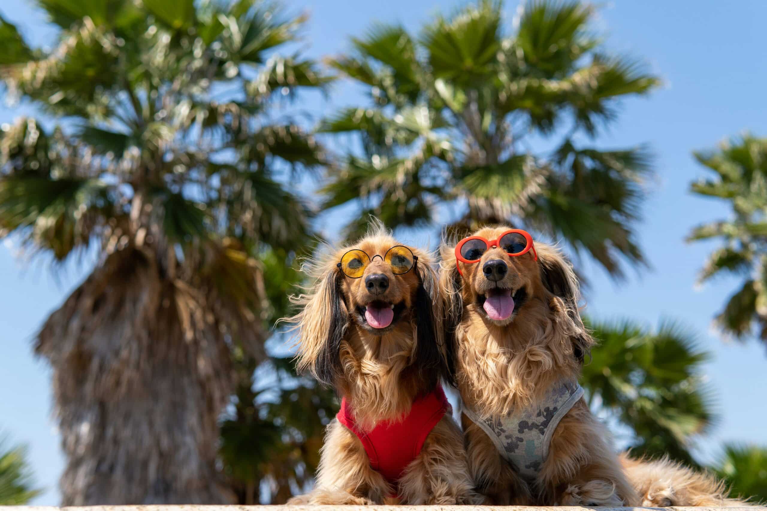 How to Keep Your Pets Safe in Denver During the Summer Months