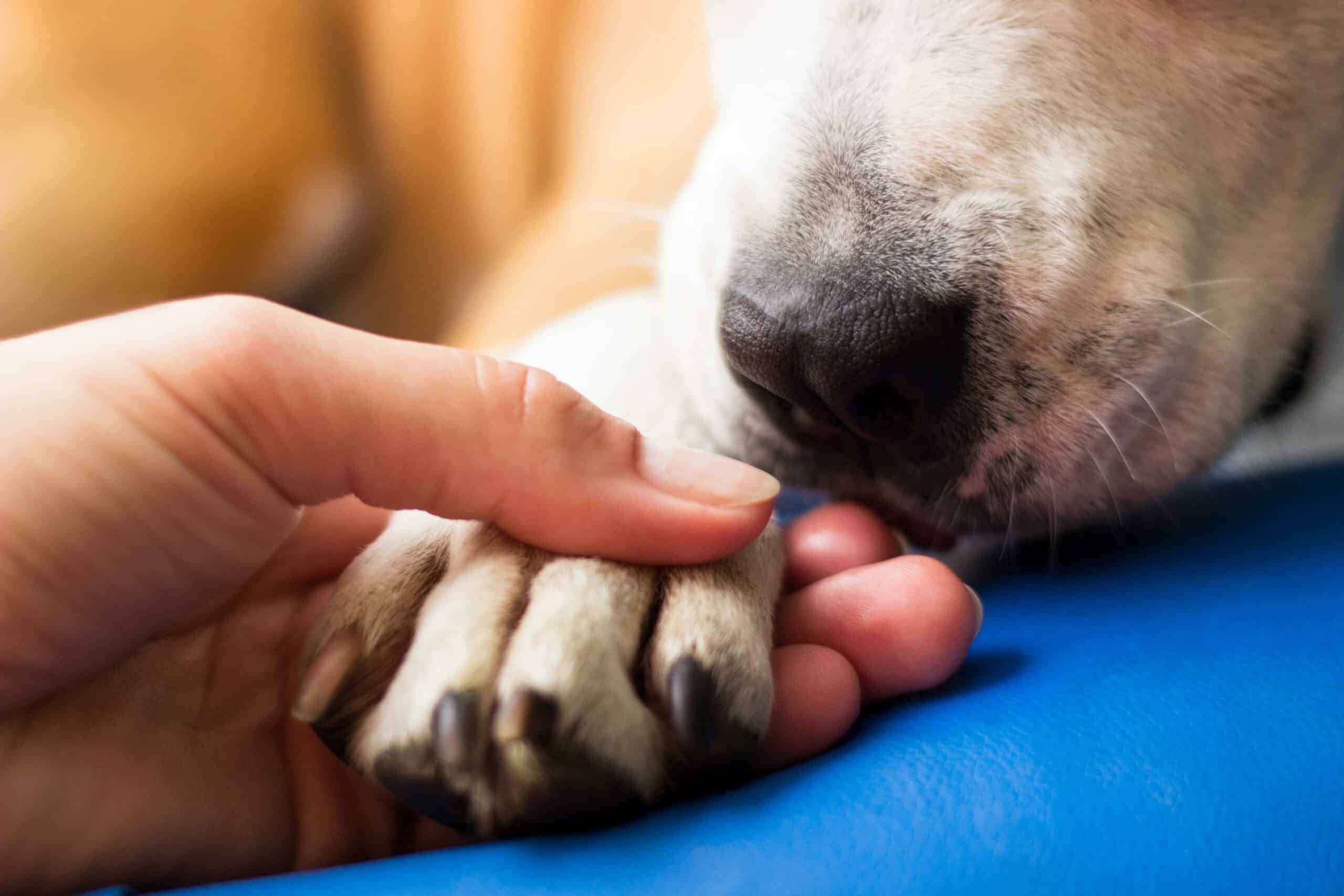 Compassionate End-of-Life Care: A Trusted Referral Partner for Veterinarians