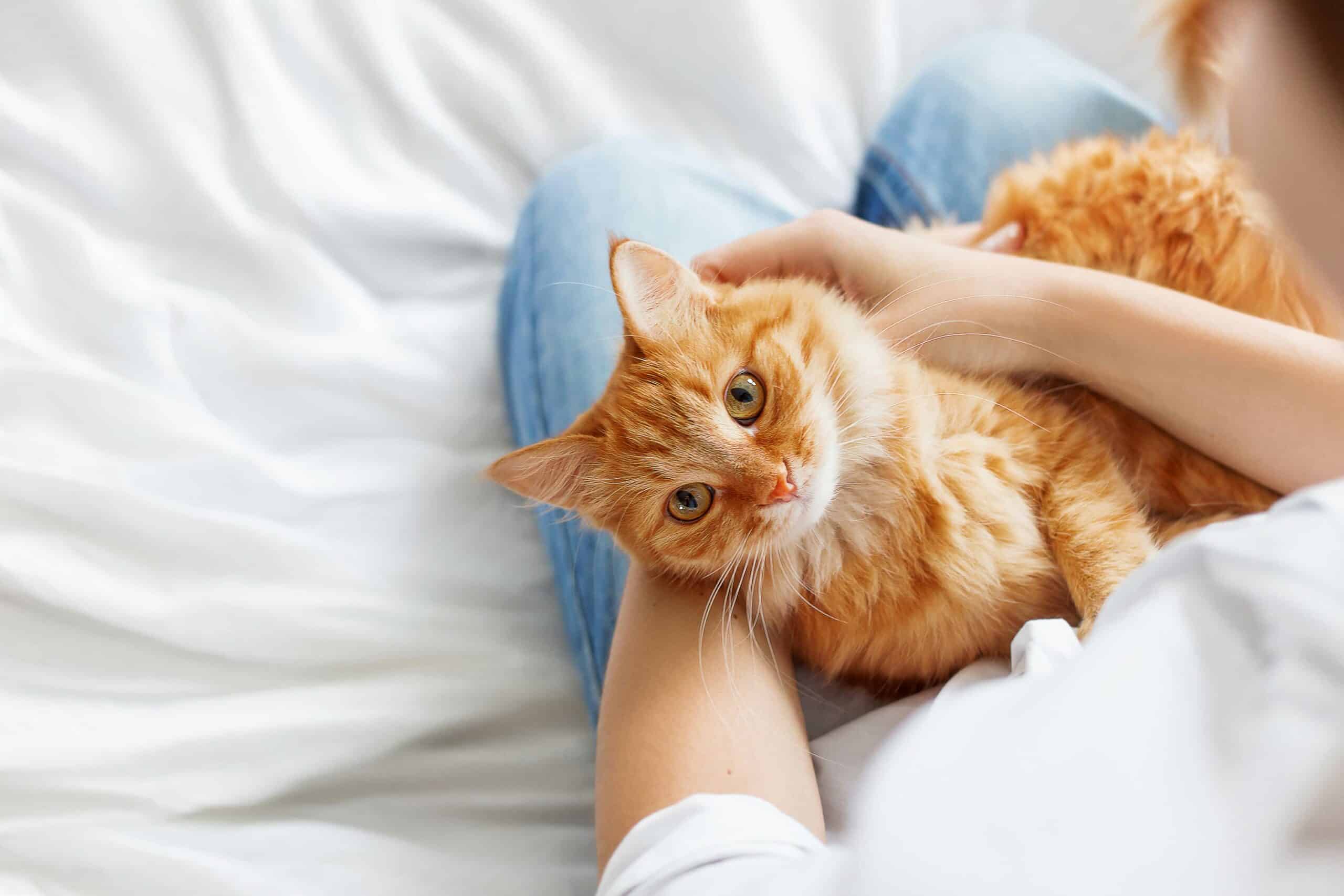 For Pet Owners: What to Expect