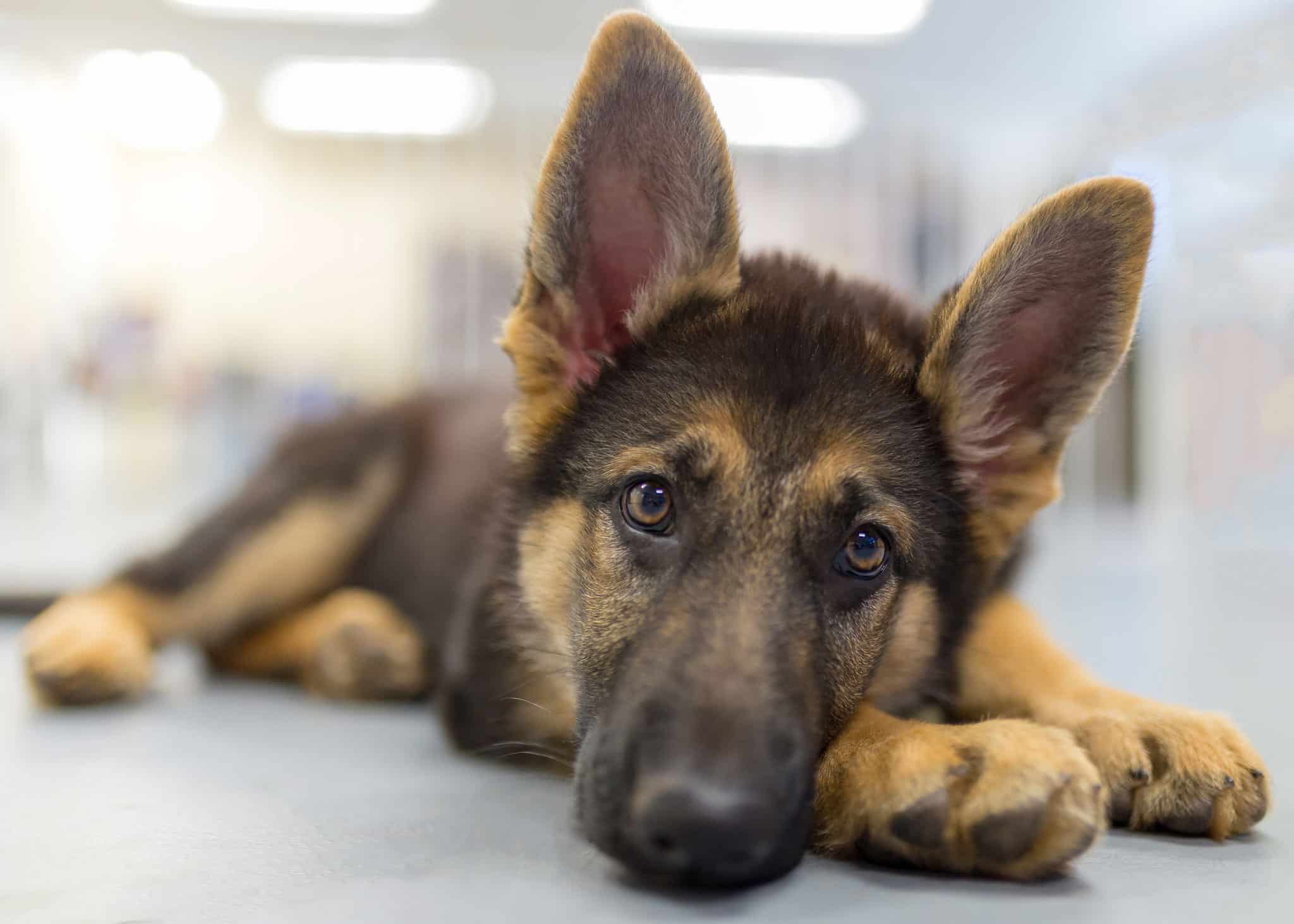 For Pet Owners: What to Expect