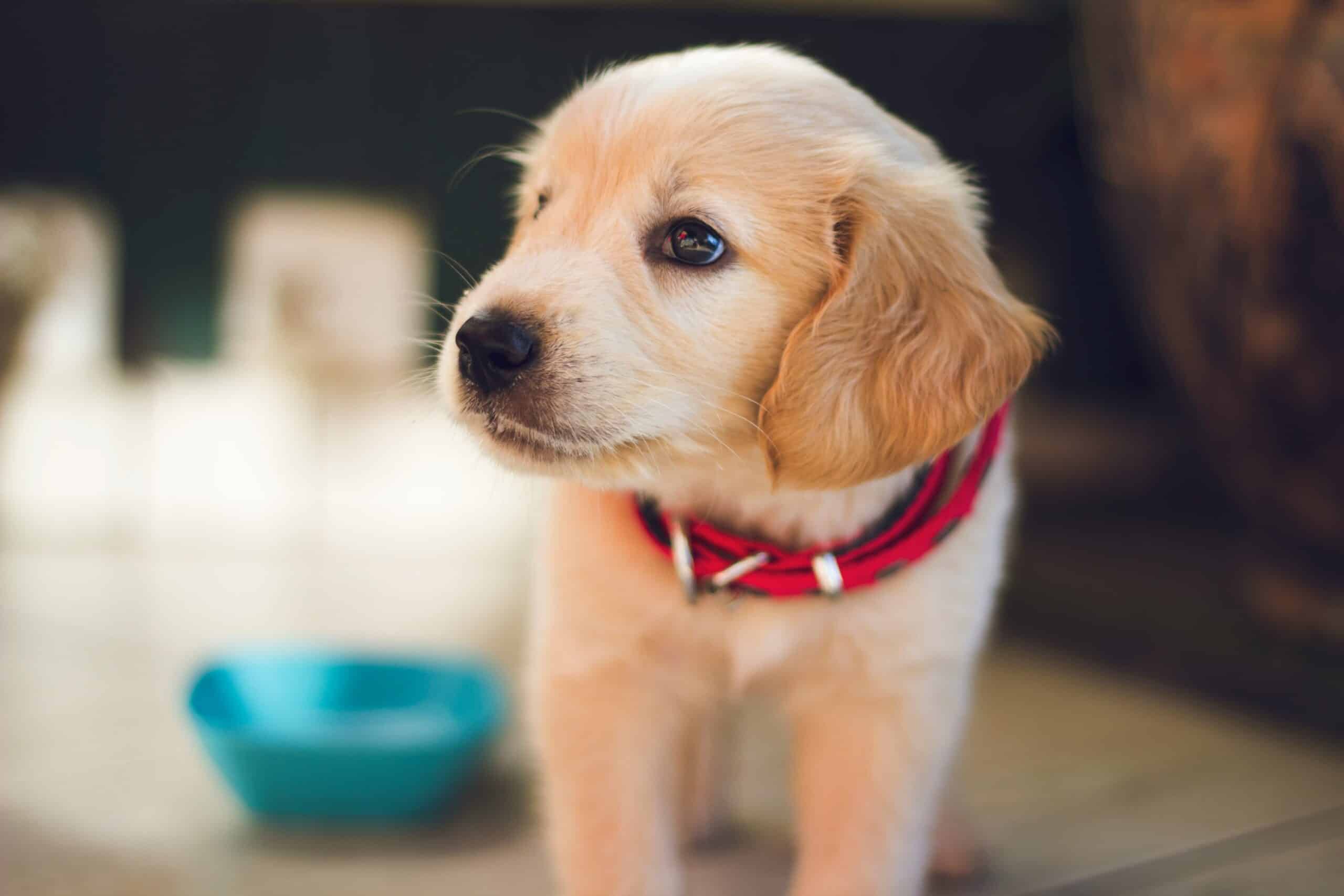 New Pet Parent Checklist: First Steps After Adoption