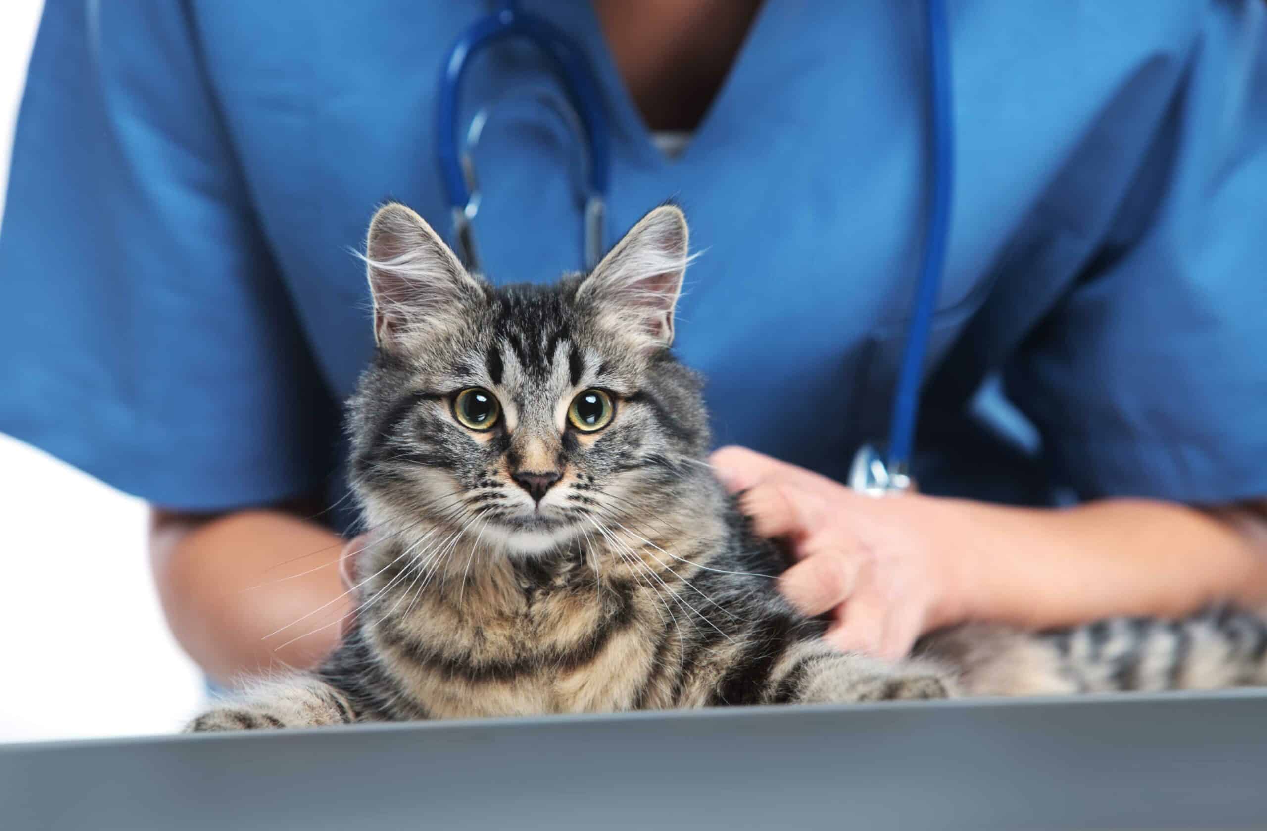 How to Refer a Case to Helping Paws Animal Hospital