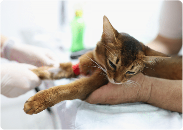 The Benefits of Routine Blood Work for Cats
