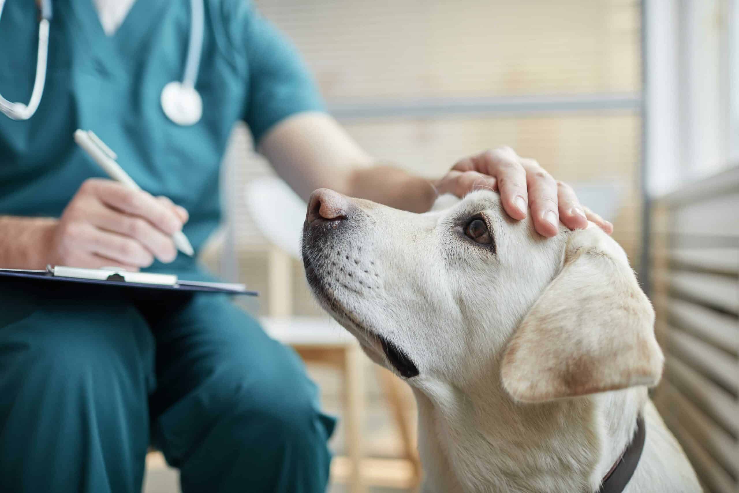 Other Hospital Referrals – Helping Paws Animal Hospital in Wheat Ridge, CO