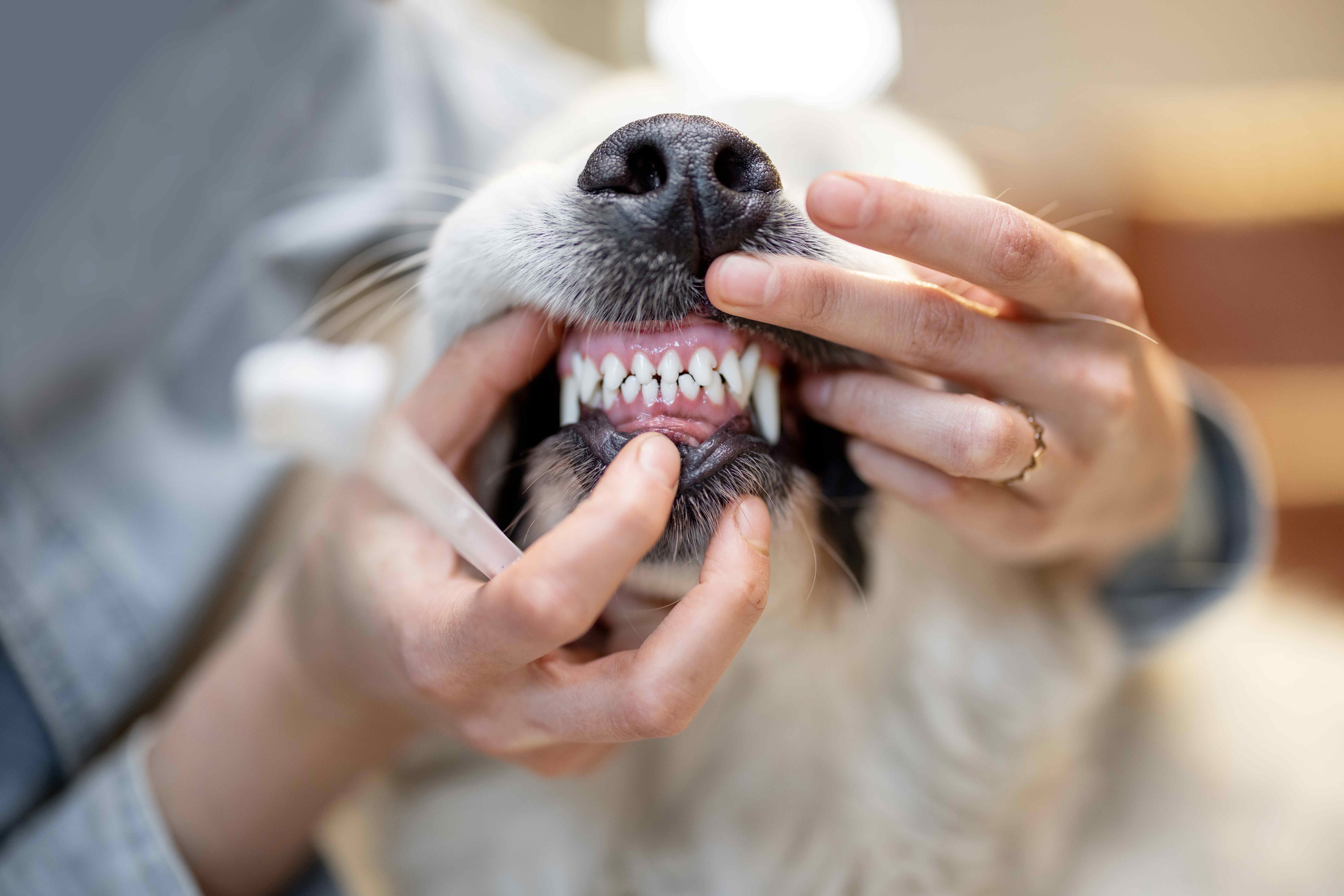 Professional Dental Cleanings: Why Surgical Experience Matters