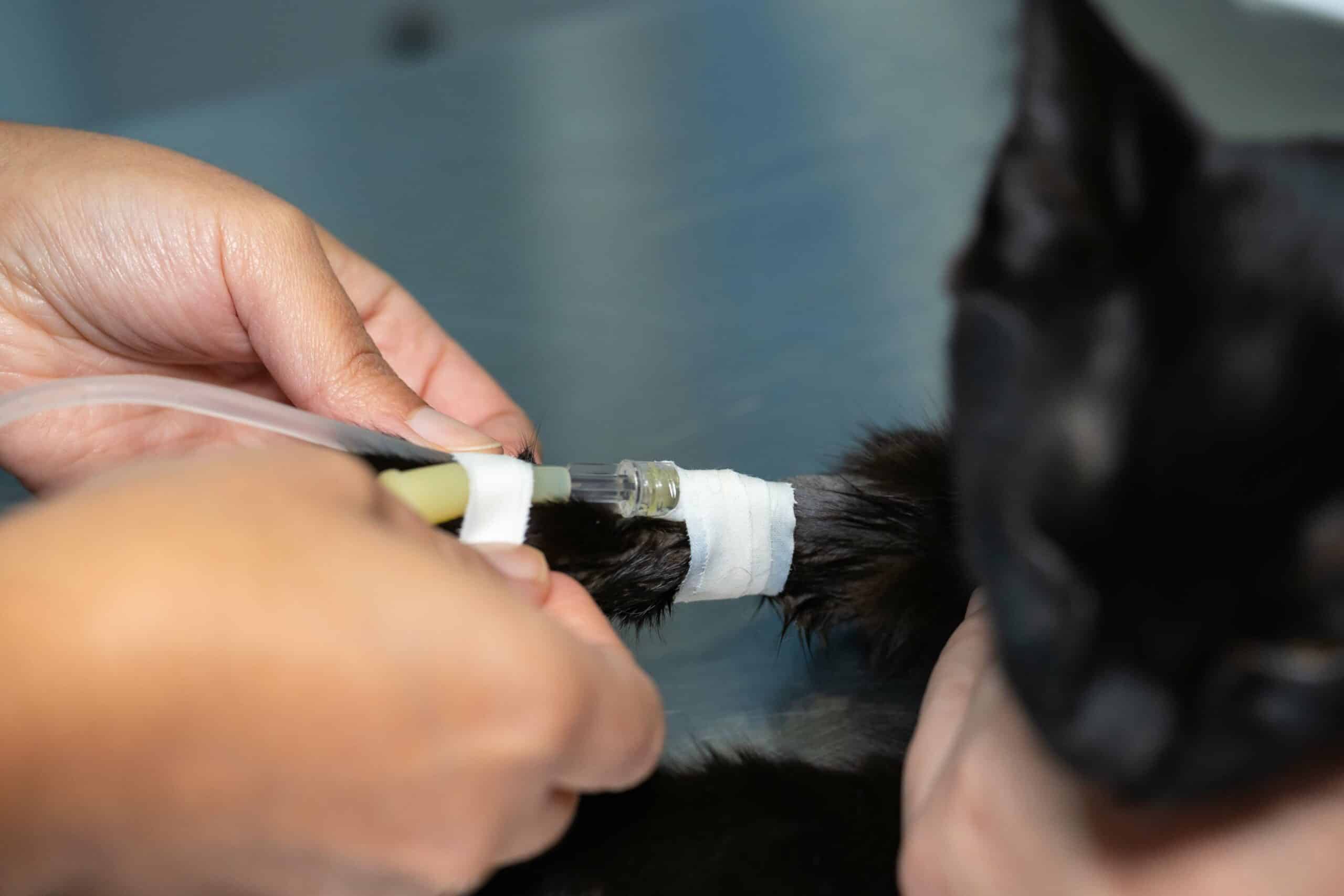 Sedation-Assisted Minor Procedures for Veterinary Referrals
