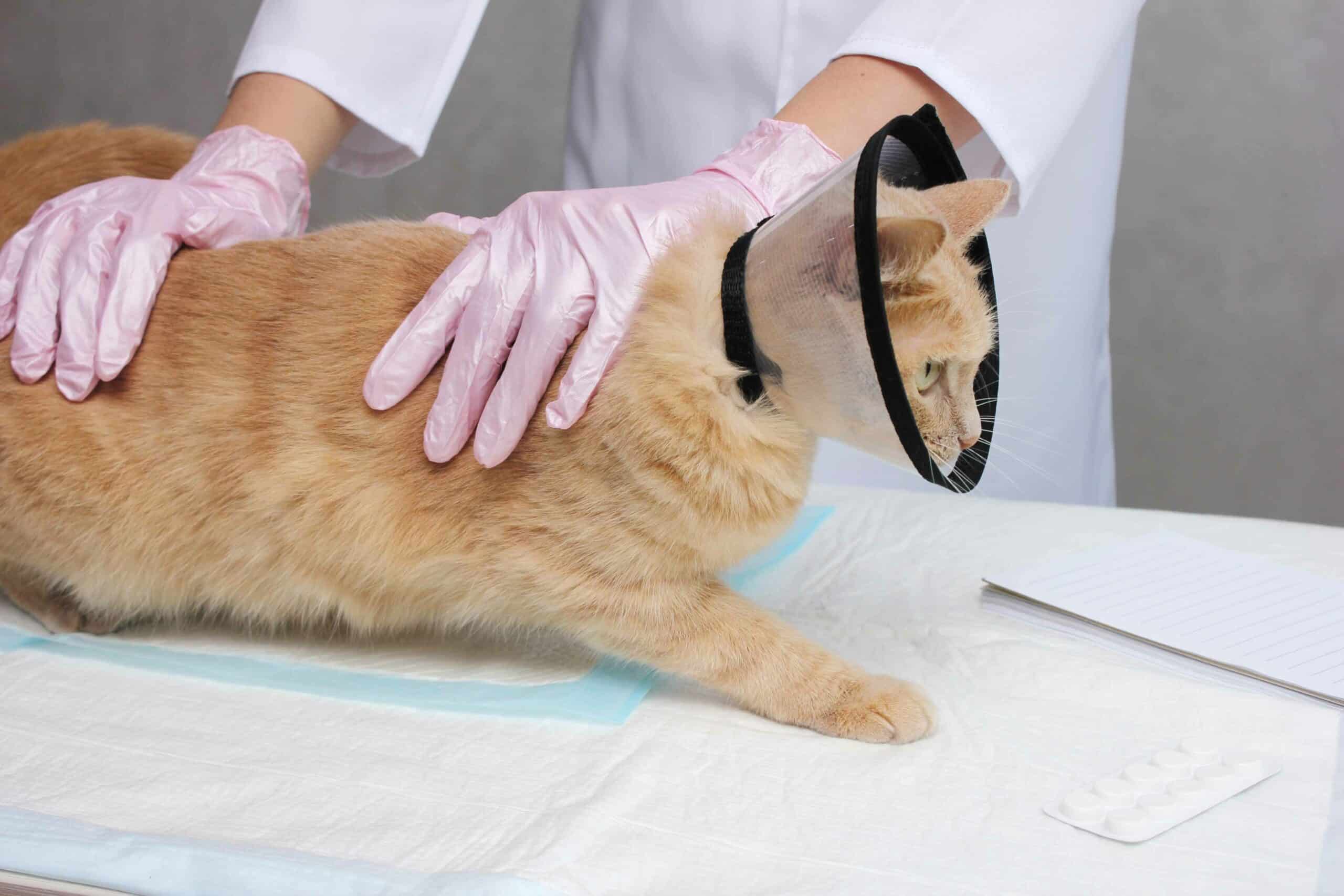 Soft Tissue Surgeries for Dogs and Cats