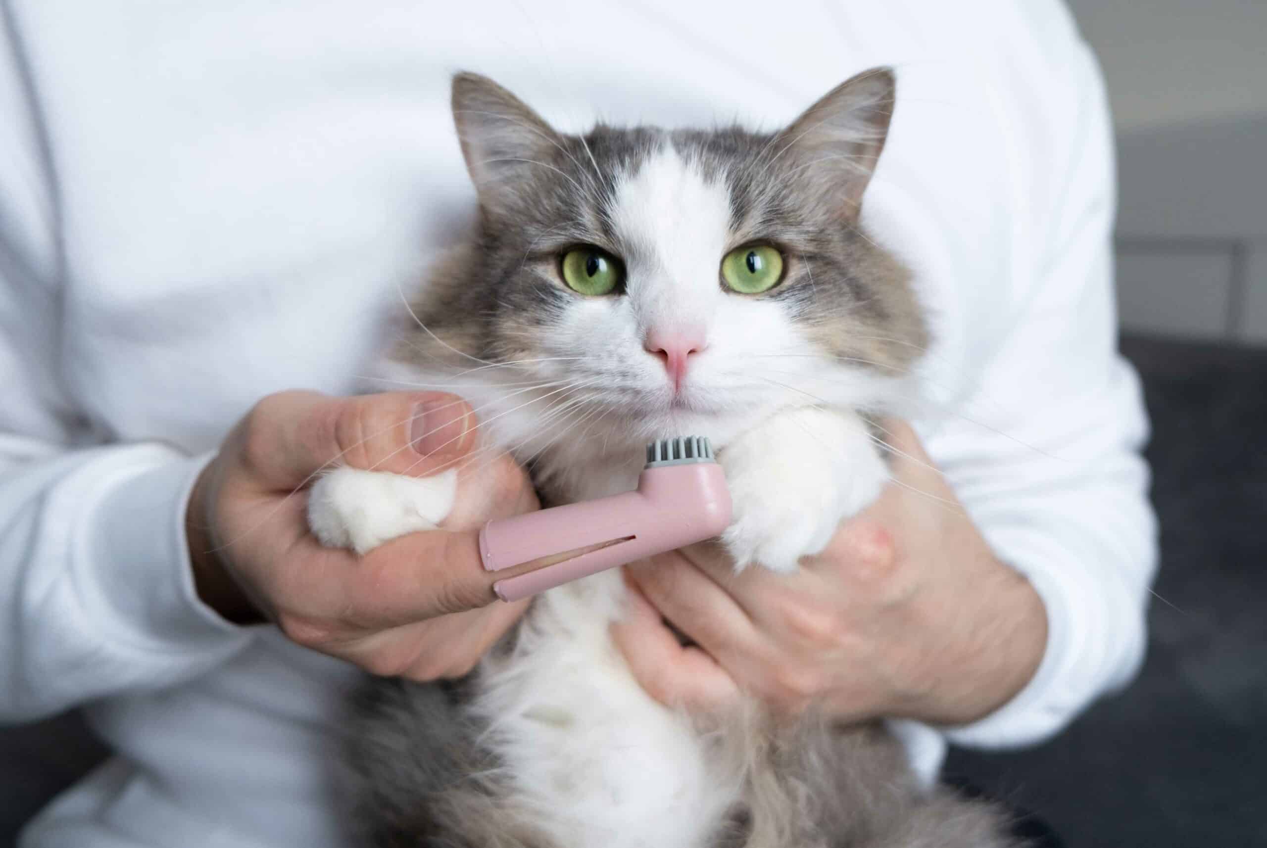 Veterinary Dentistry Services for Referred Cases