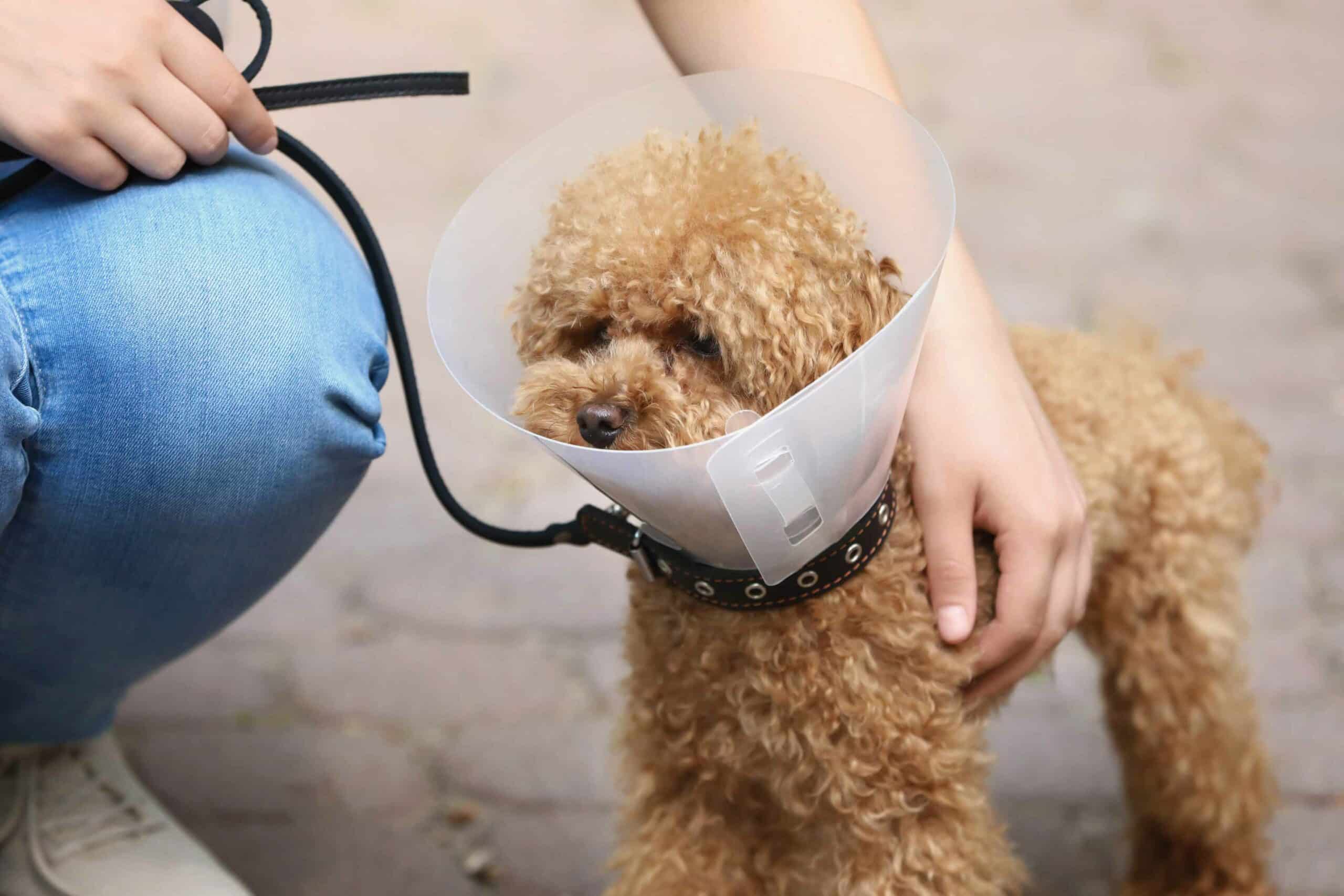 Why Refer to Helping Paws Animal Hospital?