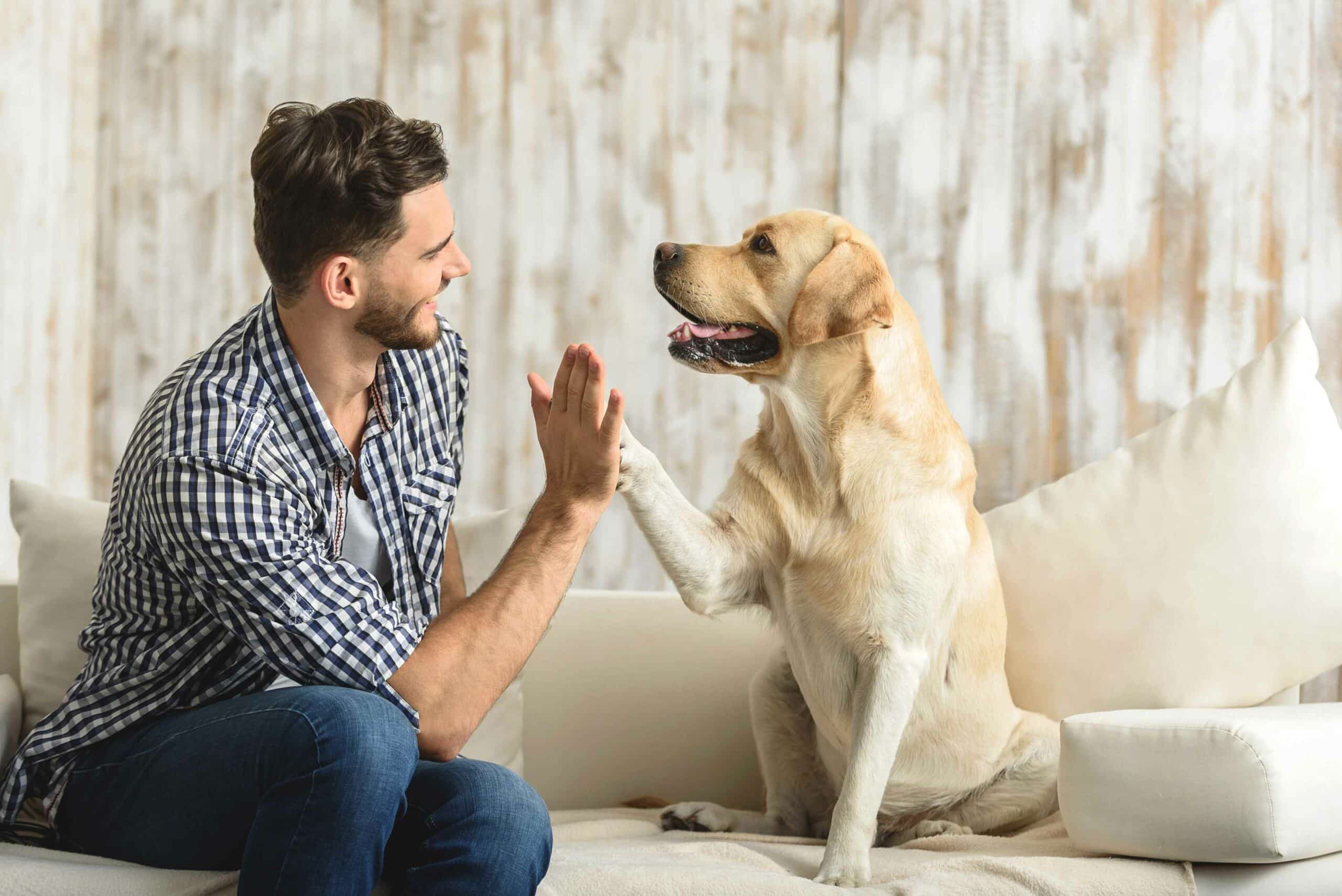 Why Refer to Helping Paws Animal Hospital?