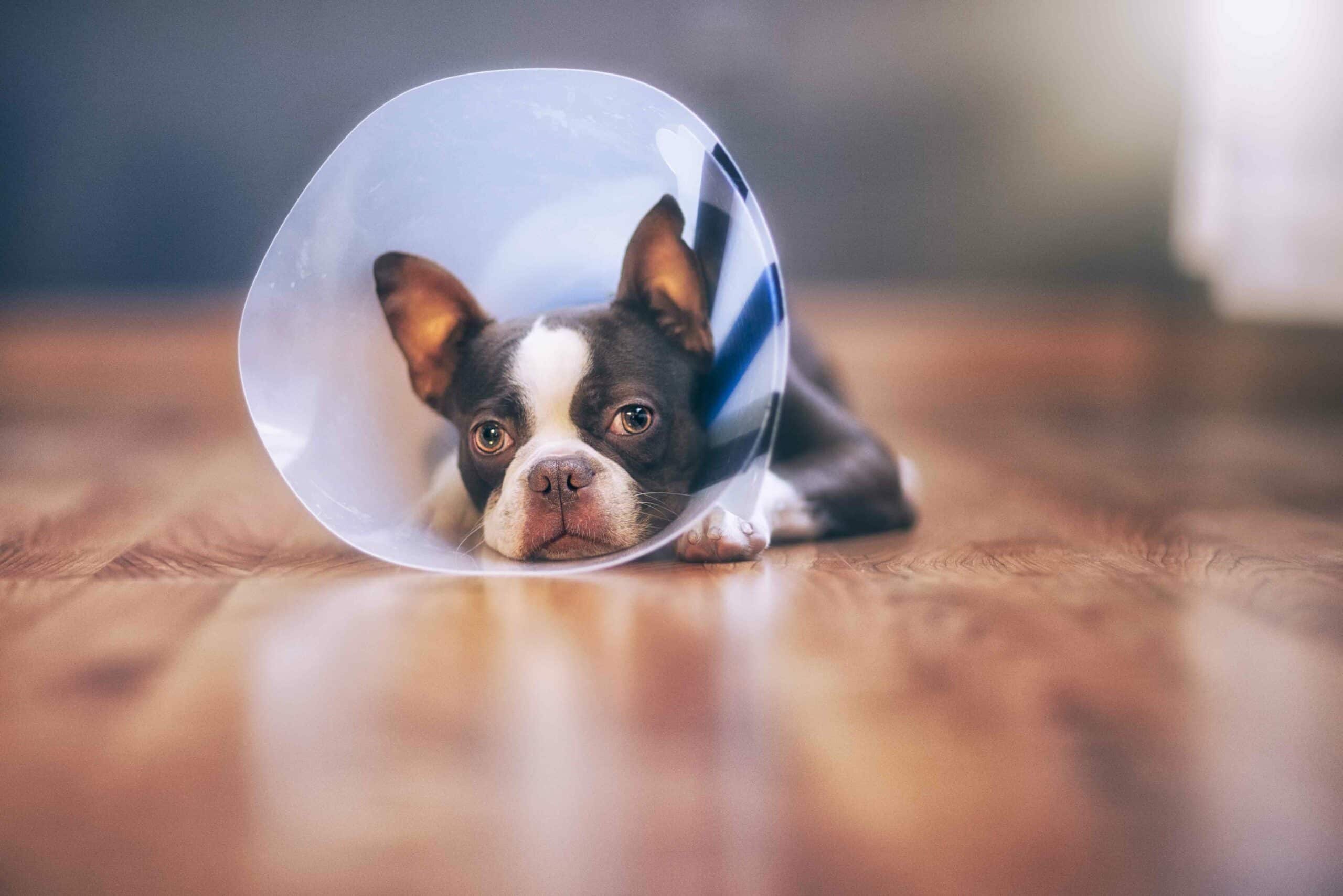 Why Spaying & Neutering Matters More Than You Think