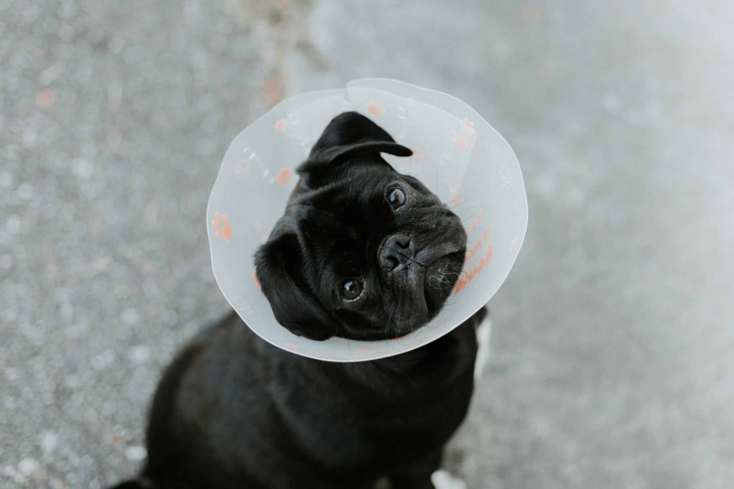 Common Dog Surgeries Every Pet Owner Should Know About